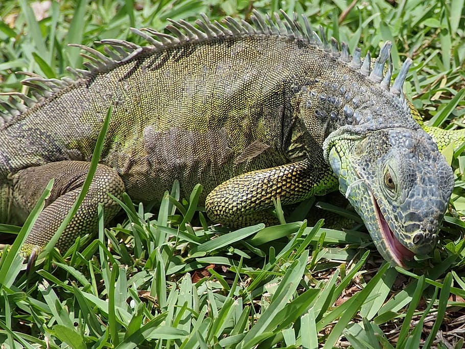 iguana, lizard, reptile, feeding, wild, dragon, vertebrate HD wallpaper