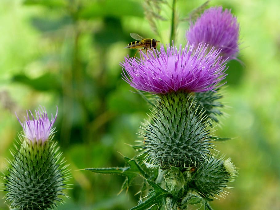 flower, thistle, bee, insect, wild flower, prickly, blossom HD wallpaper