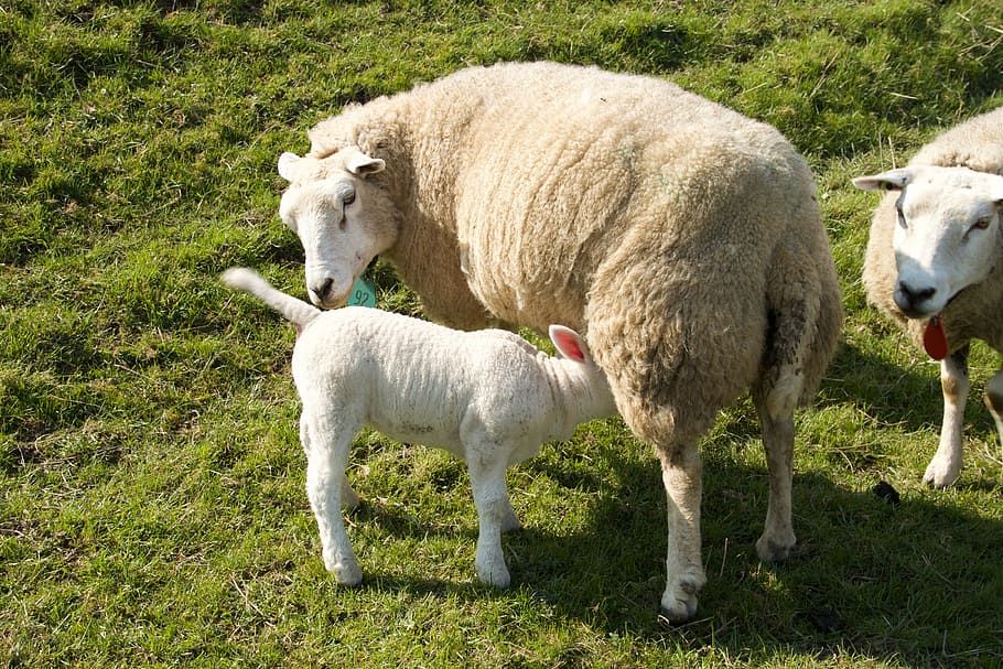 spring, lambs, sheep, young, animal, pasture, outdoor life, HD wallpaper