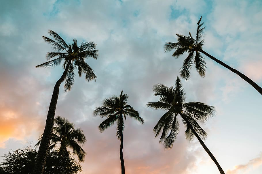 several trees during sunset, palm trees under cloudy sky, blue sky