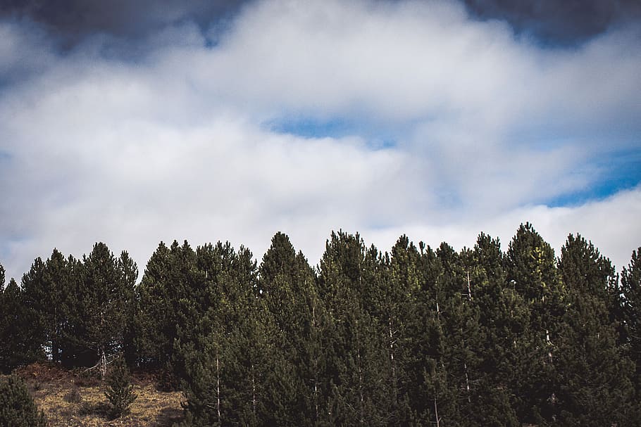 green leafed trees under cloudy sky during daytime, photo of trees HD wallpaper