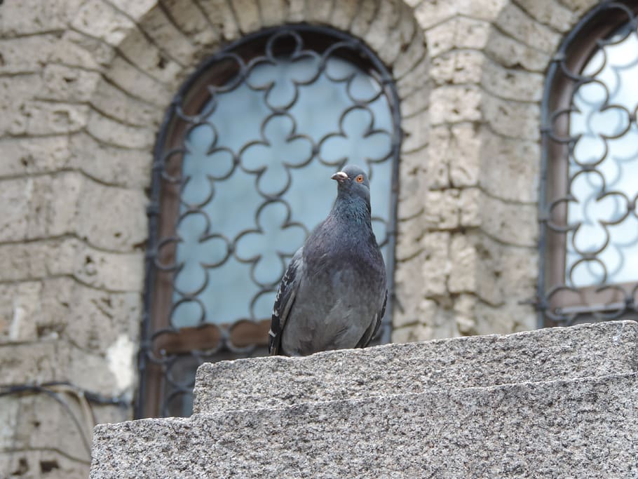 stone, old, architecture, building, wall, bird, rough, dove HD wallpaper