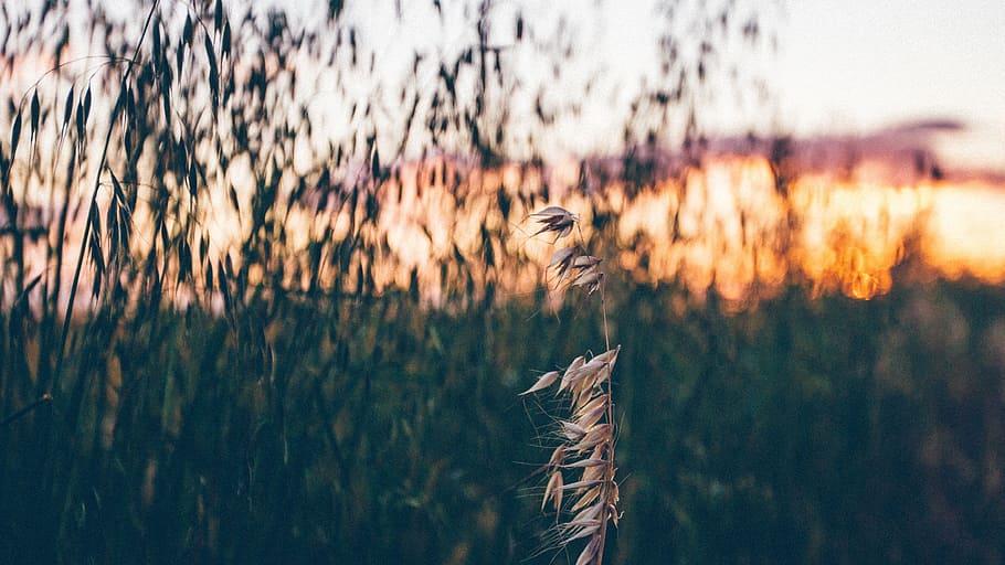 plants, grain, wheat, foods, sky, clouds, sunset, sunrise, farm HD wallpaper