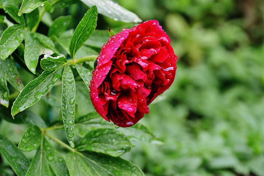 peony, rain, drip, raindrop, nature, macro, beaded, drop of water HD wallpaper