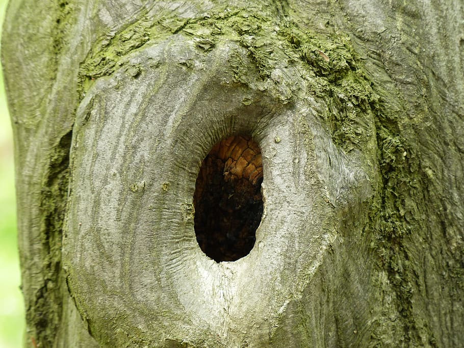 Tree, Bark, Moss, Fouling, Tribe, green, wood, old tree, tree trunk HD wallpaper