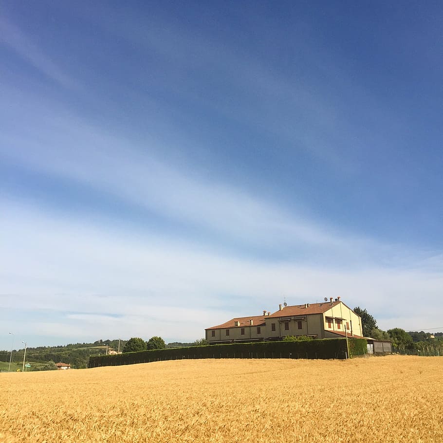 house, summer, wheat, sky, built structure, architecture, agriculture HD wallpaper