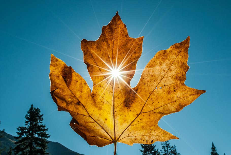 close-up photography of sunlight through maple leaf, Maple leaf with sun rays HD wallpaper