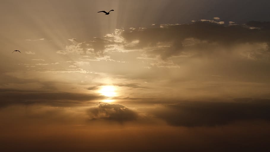 flying bird, sunset, dawn, sky, dusk, cloud - sky, mid-air HD wallpaper