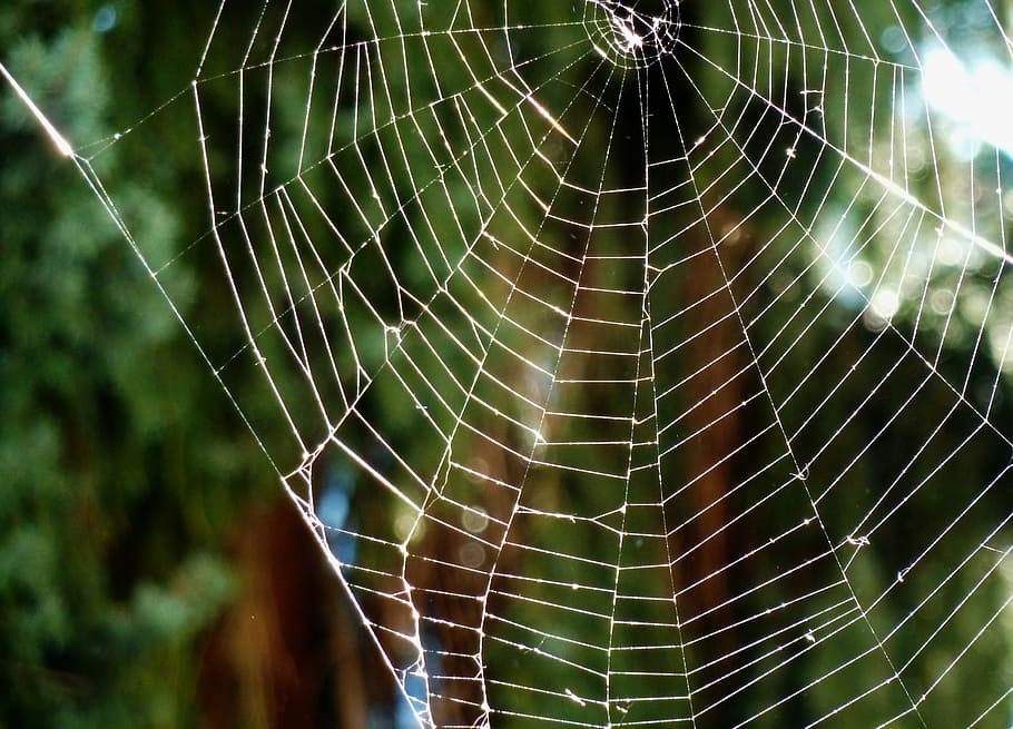cobweb, cobwebs, protein, spin, insect, network, spider web HD wallpaper