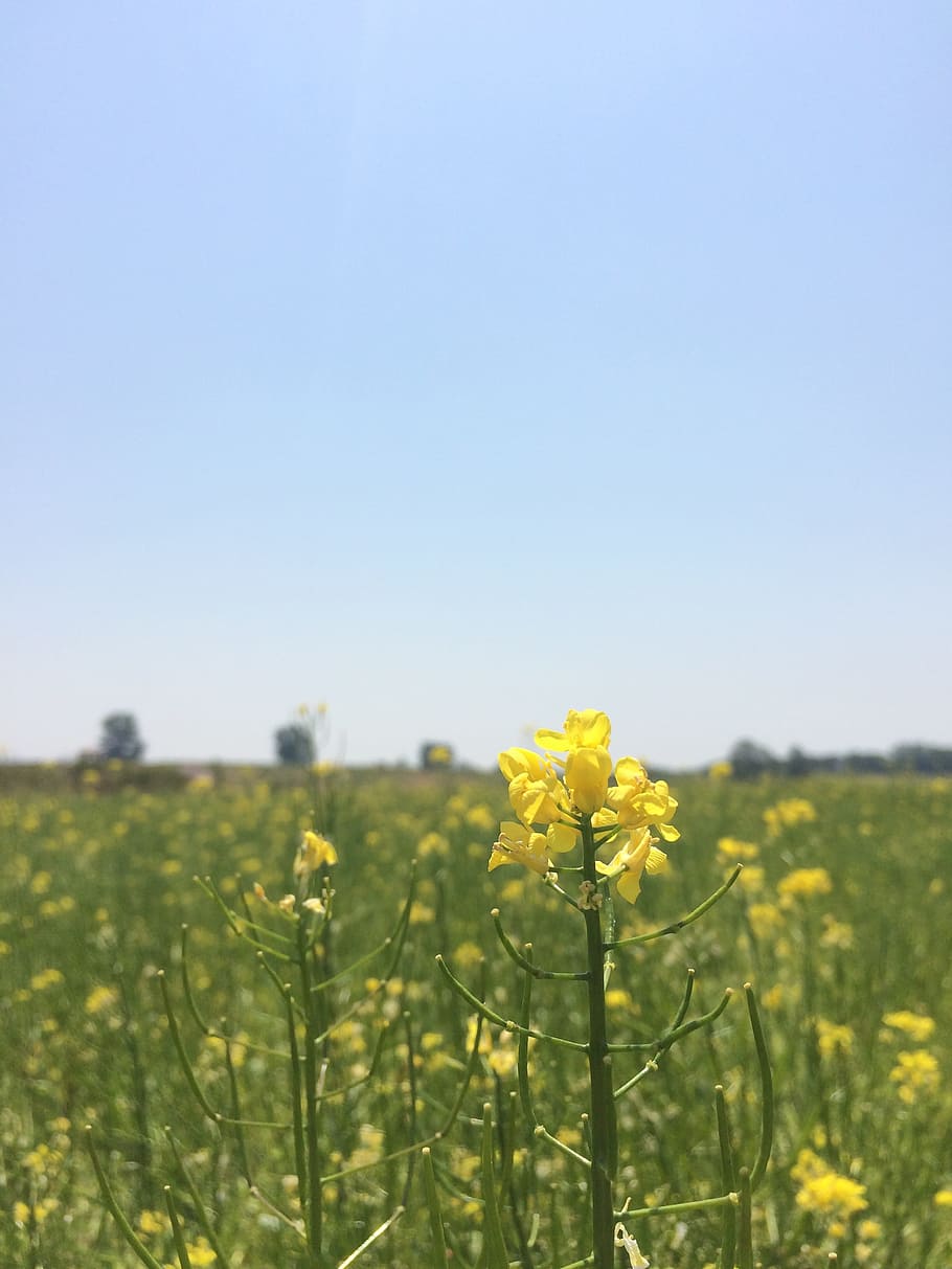 rape flowers, rapeseed, sky, field, yellow, blue, spring, plant HD wallpaper