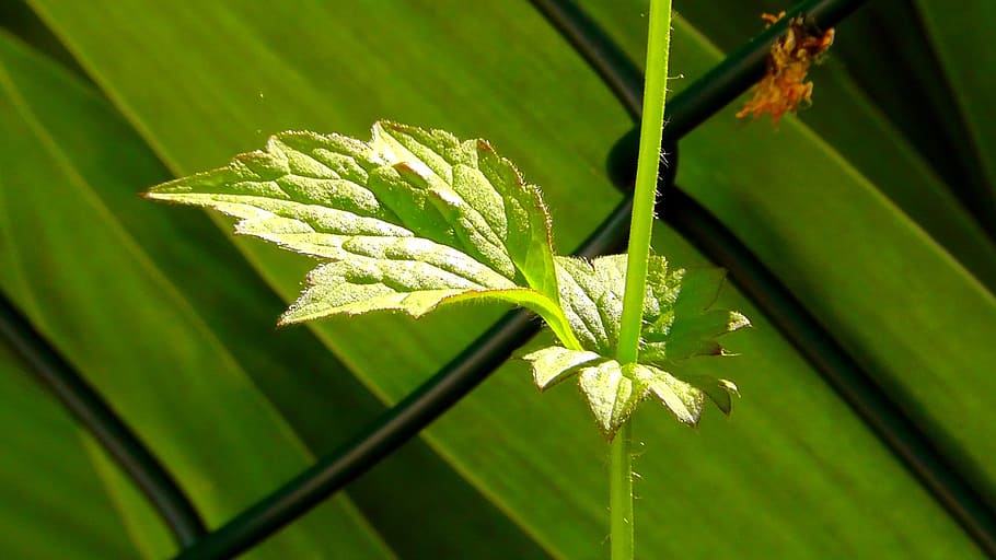 Leaf, Tree, Nature, Fence, Plant, green, climb, grow, braid HD wallpaper