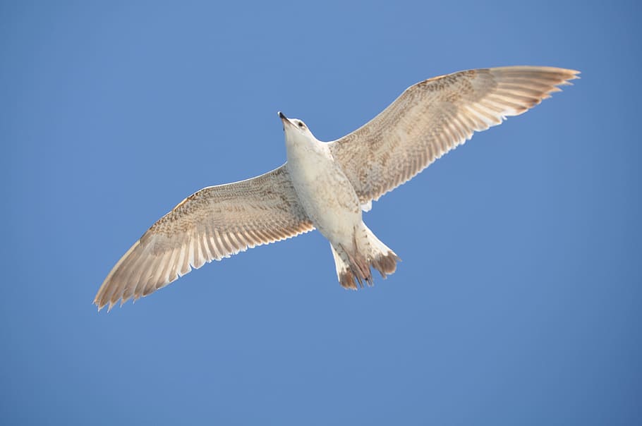 Seagull, Bird, Animals, Wings, one animal, flying, blue, animal wildlife HD wallpaper
