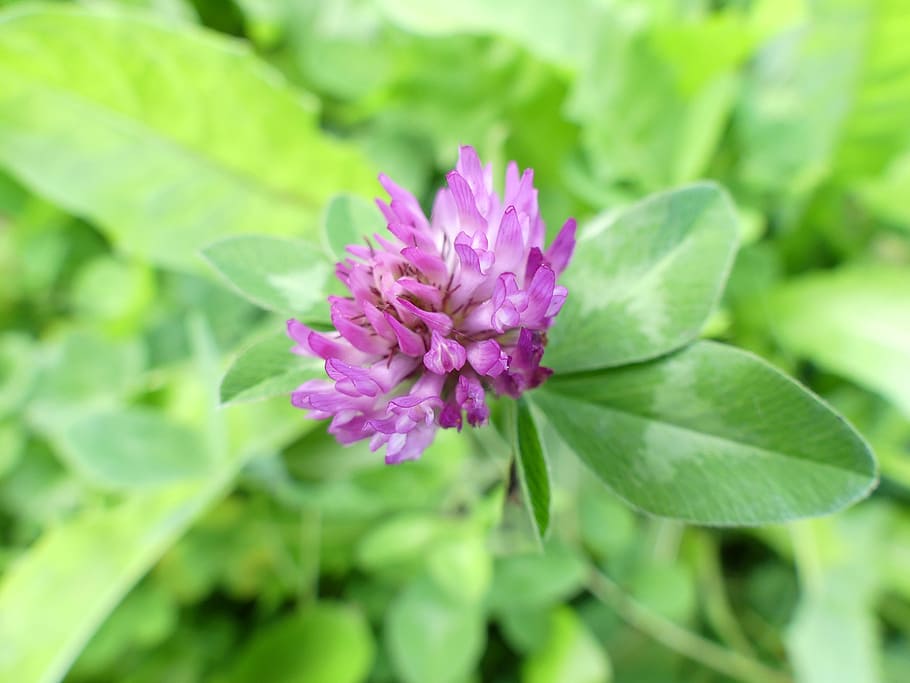 Klee, Purple, Meadow, Green, Garden, flower, leaf, green color HD wallpaper