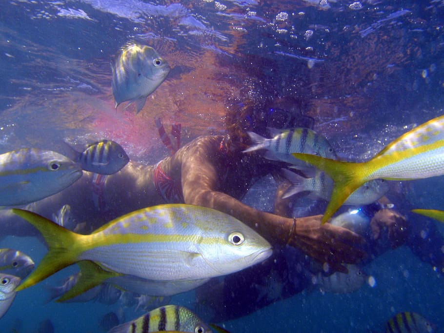 woman swimming with gray and yellow fish, Scuba Diving, Apnea HD wallpaper