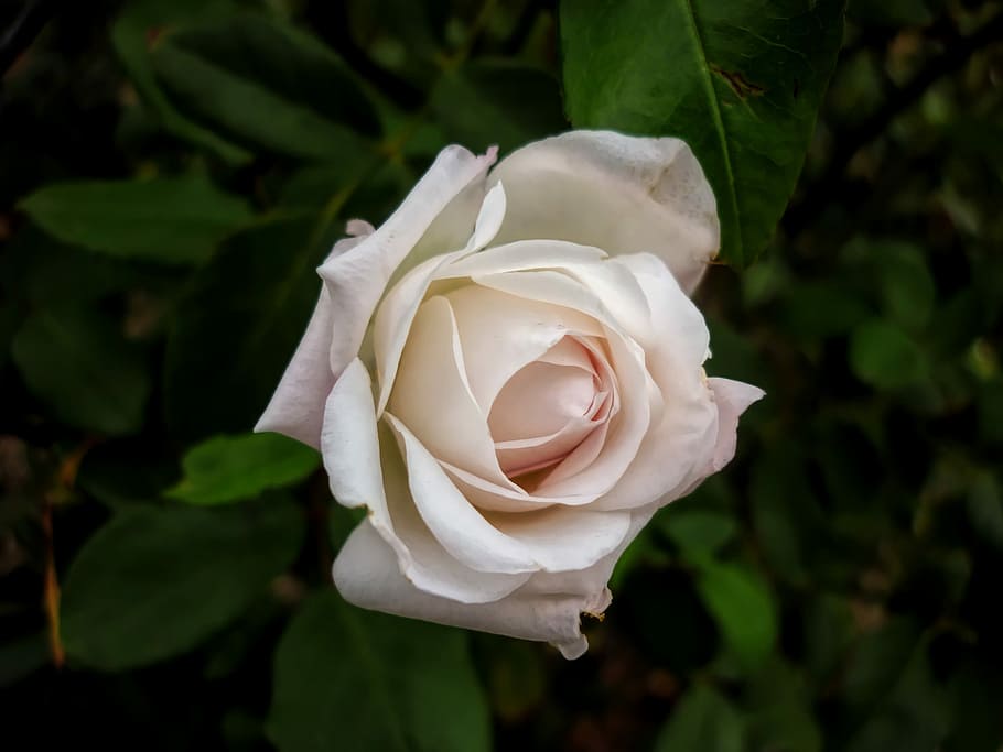 flower, rose, white, nature, rose - flower, flowering plant HD wallpaper