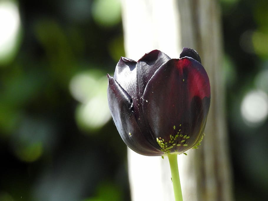 Tulip, Blossom, Bloom, Close, spring flowers, isolated, schnittblume HD wallpaper