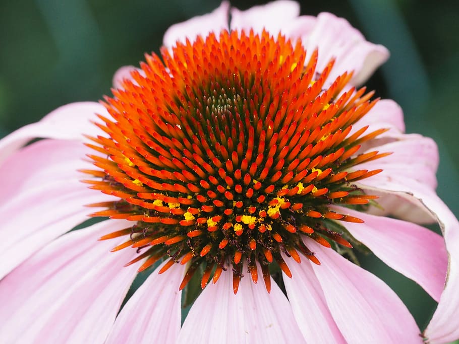 Echinacea, Sun Hat, Garden, Bloom, Fauna, flora, flower, petal HD wallpaper