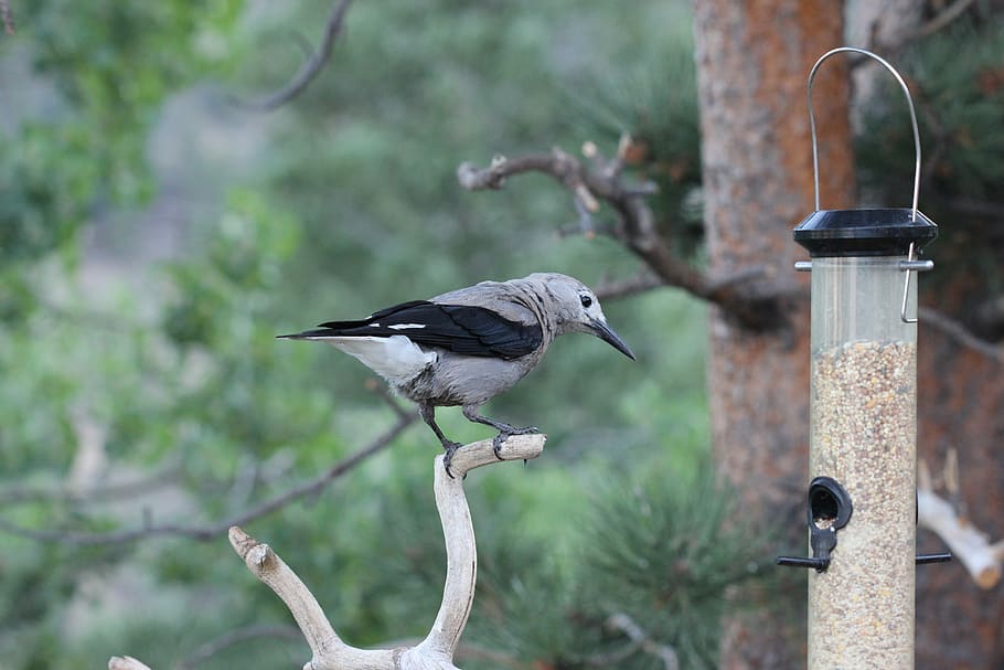 clarks nutcracker, colorado, bird, mountains, trees, animal wildlife HD wallpaper