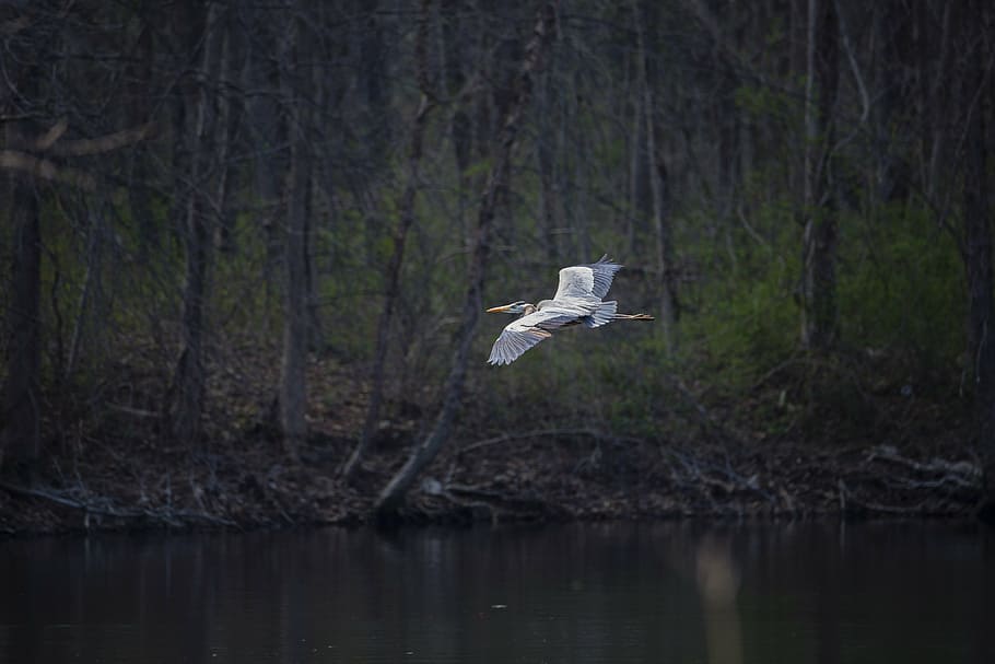blue heron, flying, wildlife, bird, nature, animal, great, gray HD wallpaper