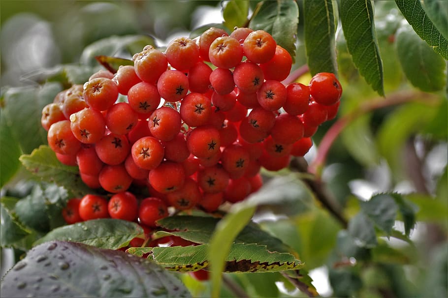 rowan, fruits, red, tree, autumn, berry, orange, can, september, HD wallpaper