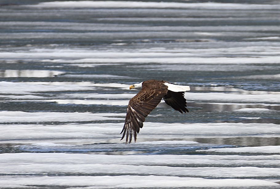 black bald eagle flying, raptor, bird, nature, wild, flight HD wallpaper