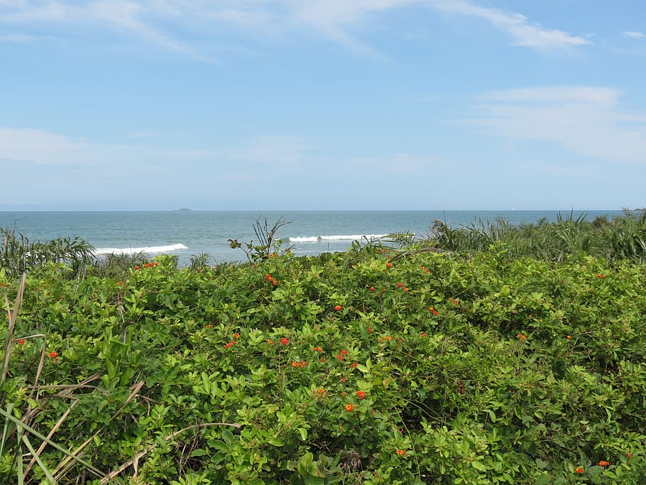 beach, nature, mar, sea, summer, coastline, water, plant, beauty in nature HD wallpaper