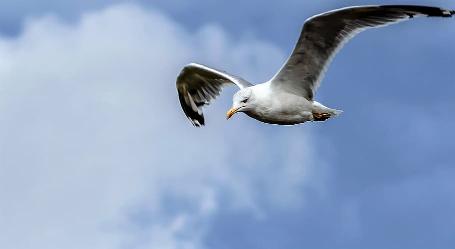 seagull, flight, bird, sky, in flight, wing, water bird, fly HD wallpaper