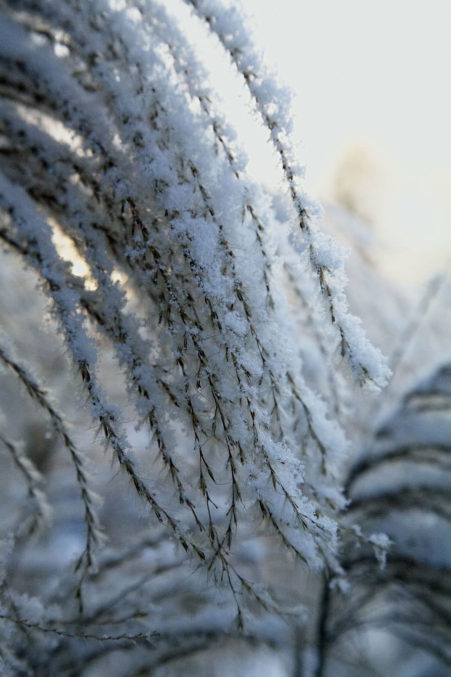 frost, winter, white, cold temperature, snow, close-up, frozen HD wallpaper