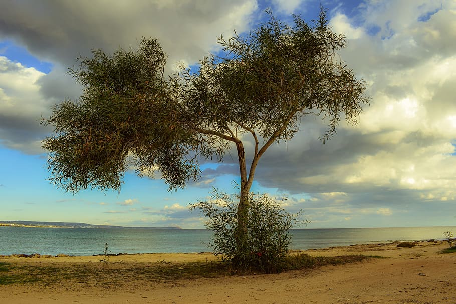cyprus, potamos liopetri, tree, beach, sea, landscape, scenery HD wallpaper