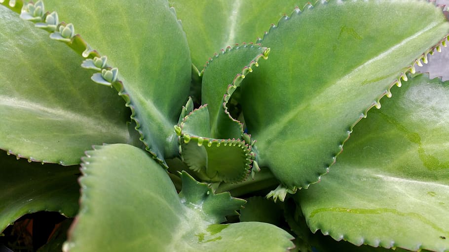 plant, green, leaves, green color, growth, plant part, leaf HD wallpaper