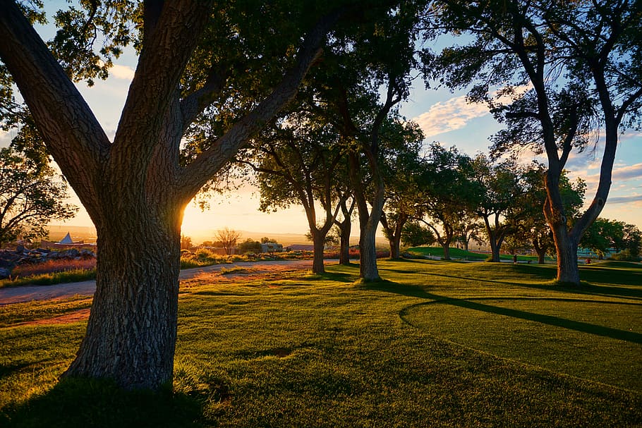 photography of trees and green grass at daytime, photo of tall trees near pave road during golden hour HD wallpaper
