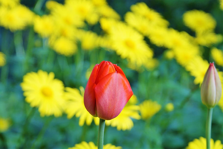 tulip, flower, red, spring, flowers, spring flowers, yellow flowers HD wallpaper