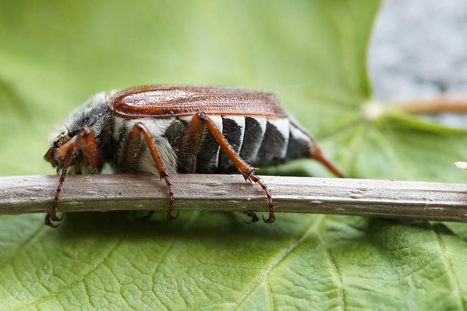 maikäfer, may, beetle, insect, spring, creature, chitin shell HD wallpaper