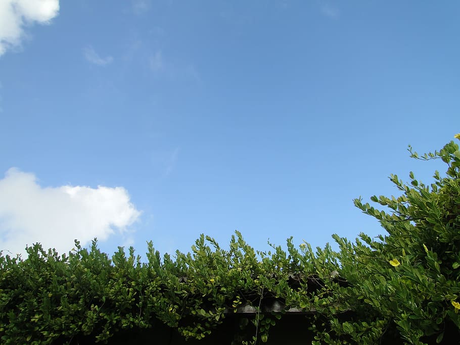 Sky, Blue, Clouds, Foliage, green, environment, nature, weather HD wallpaper