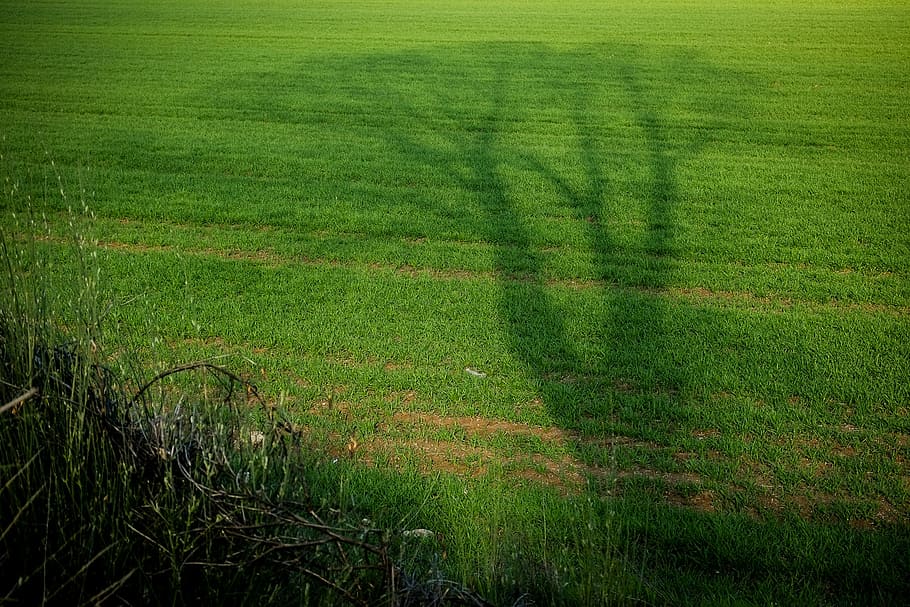 Tree, Shadow, green, agriculture, field, farm, nature, grass HD wallpaper