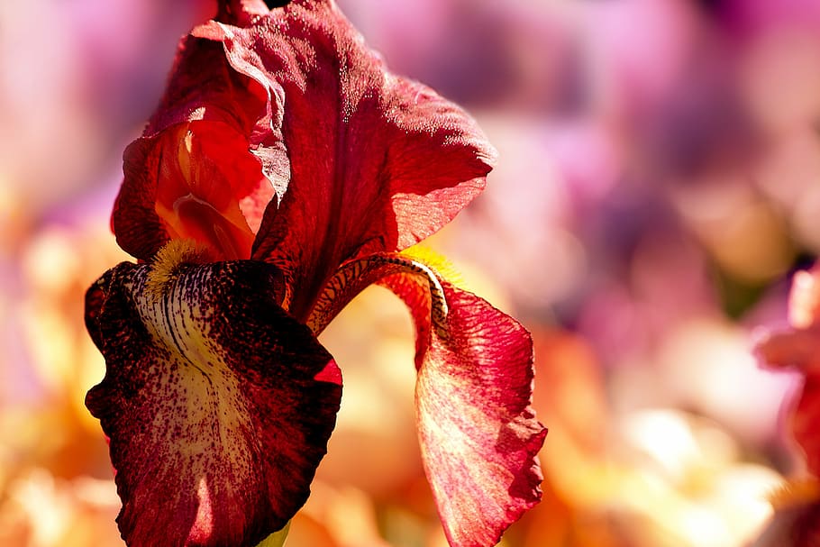 flower, garden, summer, spring, nature, flora, blossom, bloom HD wallpaper