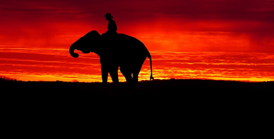 sunset, elephant, twilight, evening, landscape, sky, clouds HD wallpaper