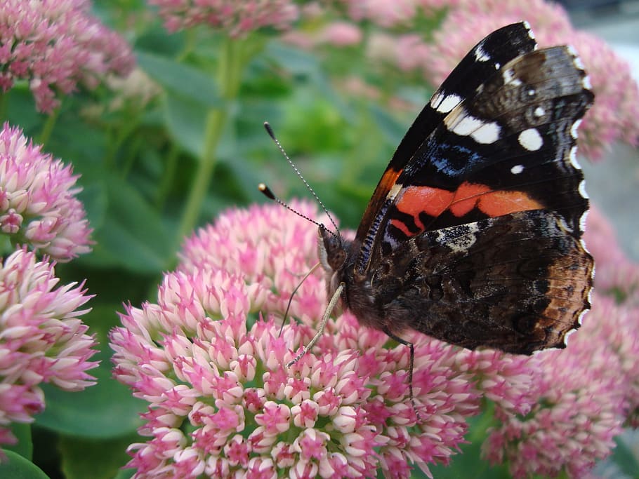 butterfly, insect, mixed colours, animal wildlife, animal themes HD wallpaper