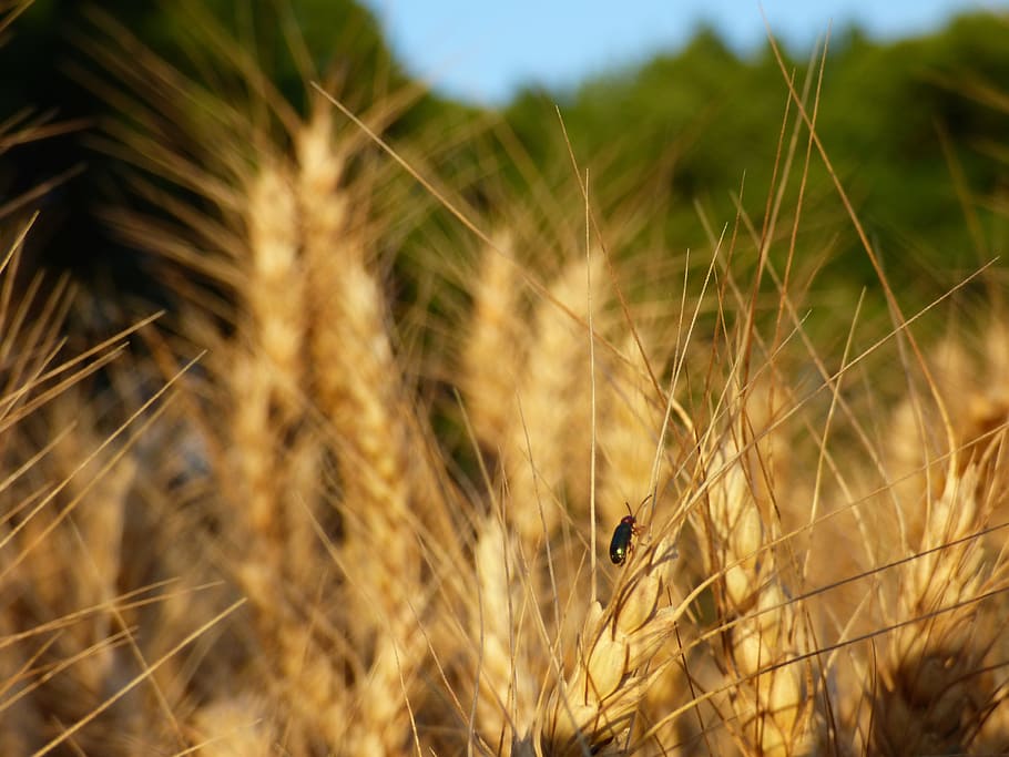 Insect, Beetle, Cereal, Durum Wheat, field, nature, agriculture HD wallpaper