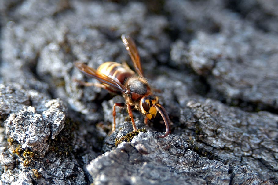 insect, nature, small, animalia, bee, animal themes, animal wildlife HD wallpaper
