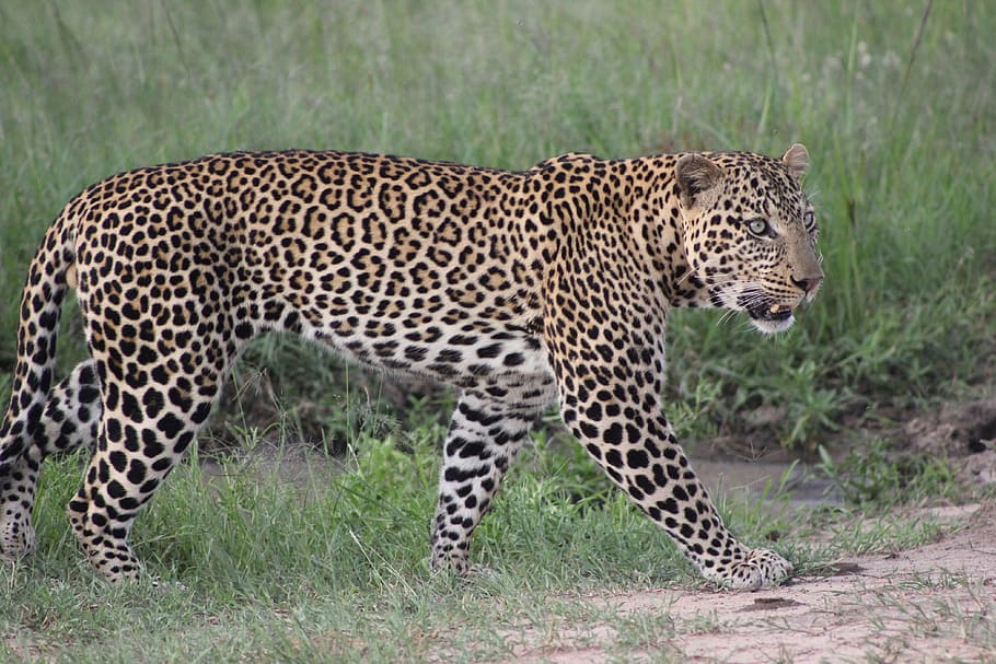 HD wallpaper: safari, kenya, masai mara, leopard, wild life, animal wildlife  | Wallpaper Flare