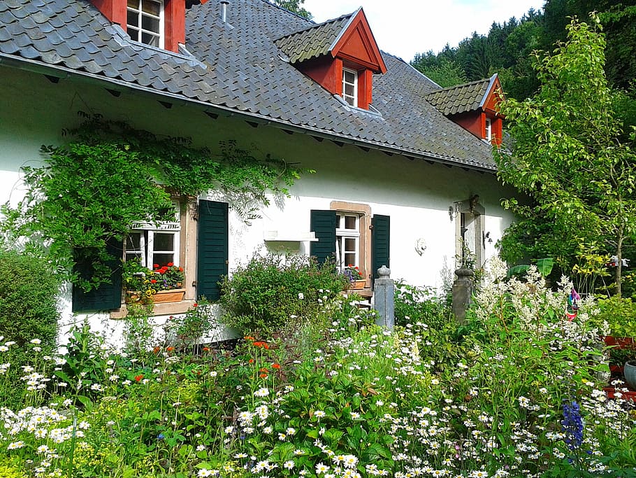 2-storey house surrounded with white petaled flowers, photo, green leaf