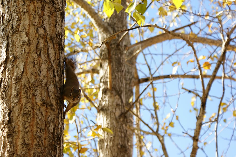 tree, squirrel, wildlife, nature, rodent, animal, forest, chipmunk HD wallpaper