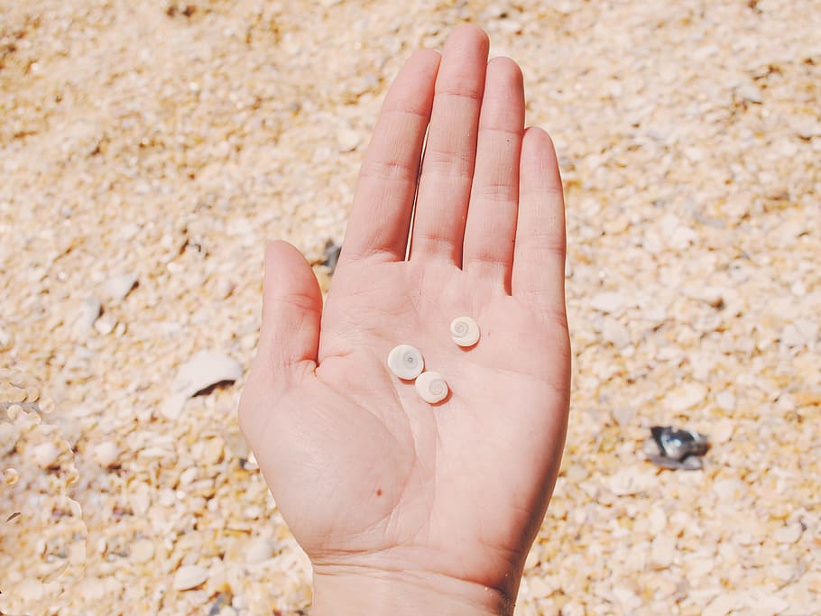 hands, seashells, beach, sand, human body part, human hand HD wallpaper