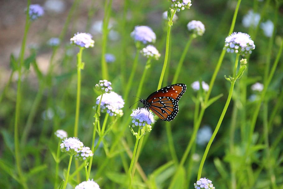 Butterfly, Flower, Spring, Nature, Green, insect, floral, summer HD wallpaper