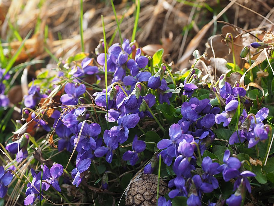 scented violets, flower, blossom, bloom, viola odorata, march violets HD wallpaper