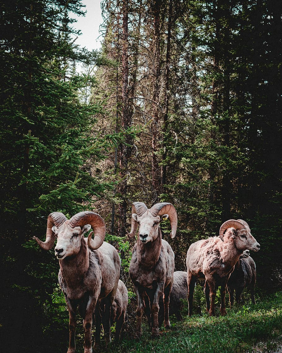 herd of rams in forest, herd of brown ram standing on green grass surrounded by green trees during daytime HD wallpaper