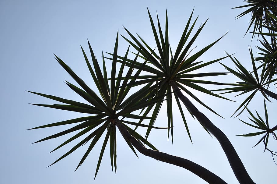 trees, sunlight, natural, palm, fky, look up, silhouette, sky HD wallpaper