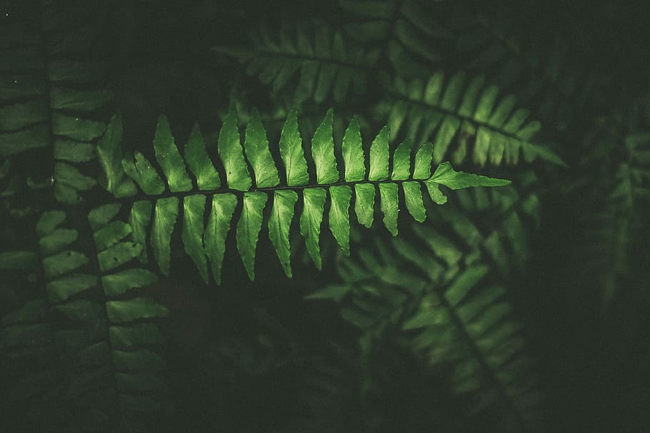 green leaf plant, photo of green fern plant, pattern, black, dark HD wallpaper