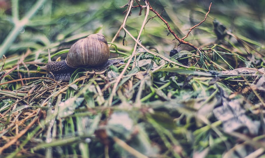 brown snail on green leafed plant, selective focus photo of brown snail on green grass HD wallpaper